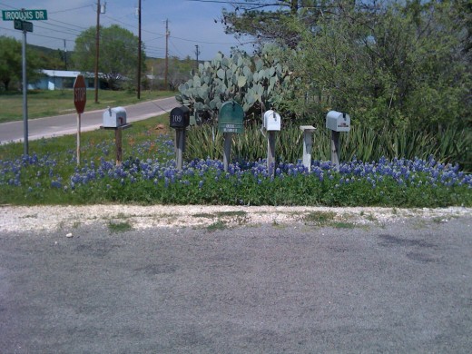 Mailboxes with lush bluebonnets.