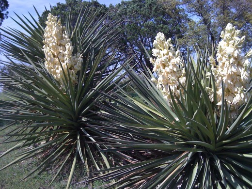 Yucca plant with luscious blooms.