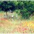 Texas wildflowers Texas wildflowers