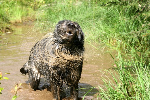 Dirty Dog = Dirty Car!