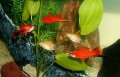 How to Build a Vivarium for Your Home or Office