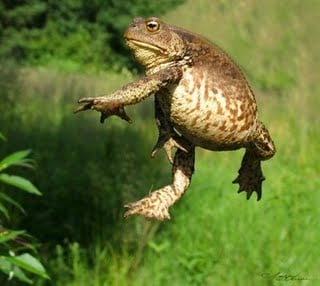 This is not a small toad: note size and agility.