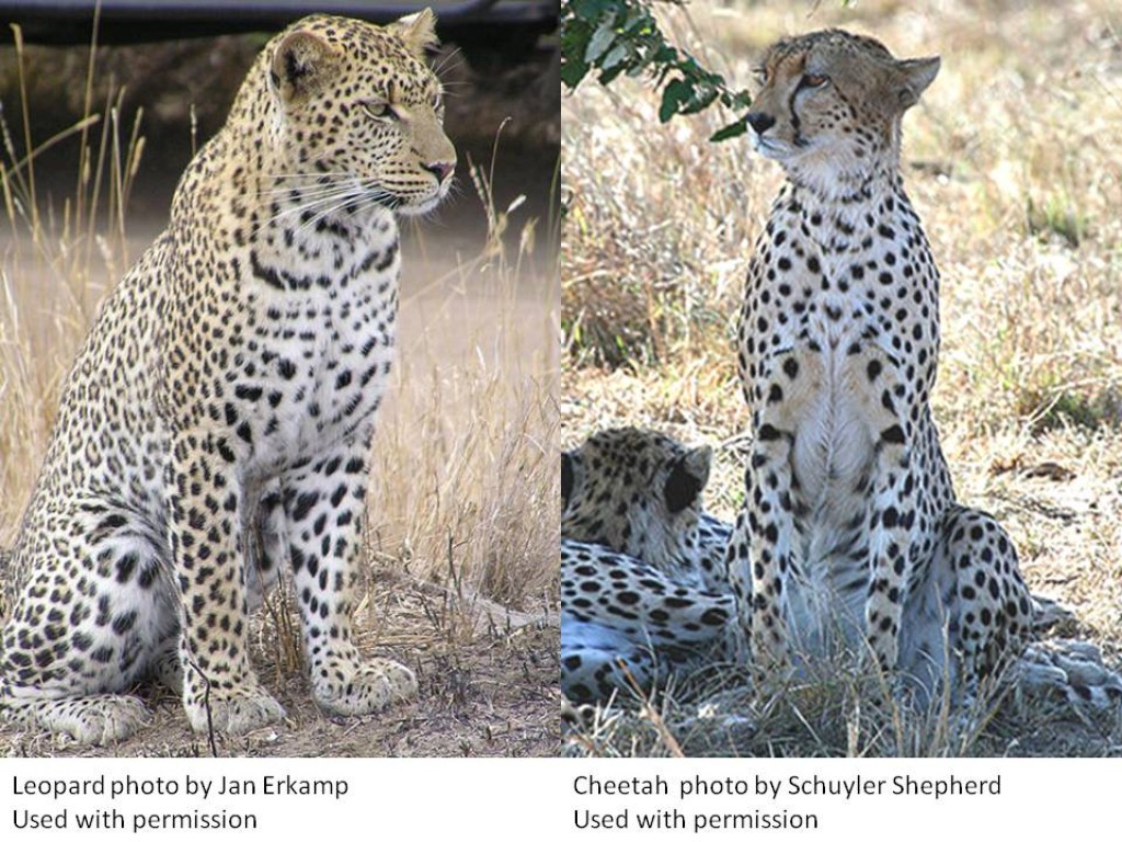 Гепард и леопард разница фото