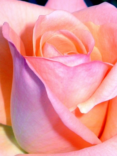 Rose a perennial flowering plant.