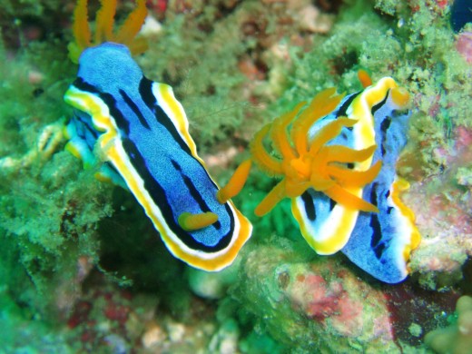 Explore its diverse and fascinating marine life