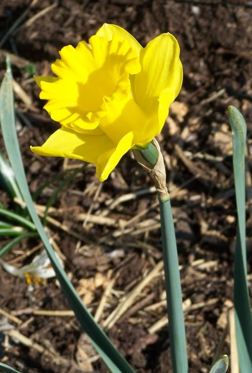The first daffodil of the season and the first I've ever grown!