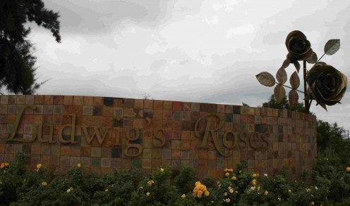 The entrance to the farm with its magnificent giant rose - have you ever seen a rose that size?!