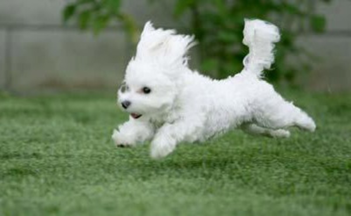 Bichon Puppies How To Care For Bichon Frise Dogs And