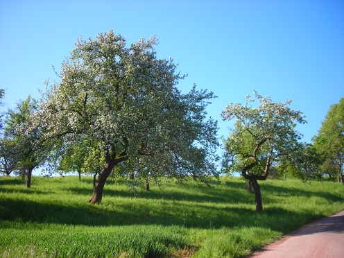 Small Trees (Under 30 Feet) for a Small Yard or Garden Small Trees (Under 30 Feet) for a Small Yard or Garden