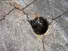 Hole with carpenter bee nest in old tree