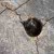 Hole with carpenter bee nest in old tree