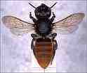 Megachile Pluto...great name for world's largest bee