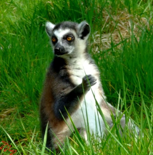 Lurking Lemur