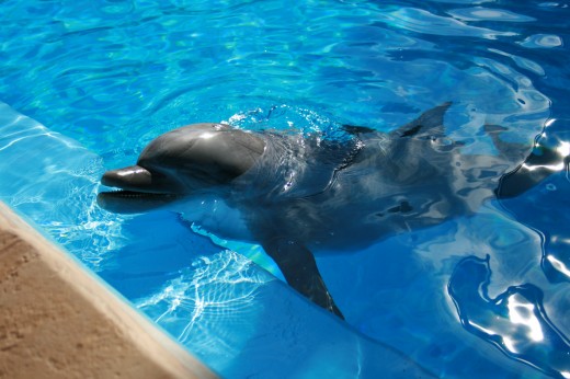 This dolphin came right up to us at Sea World