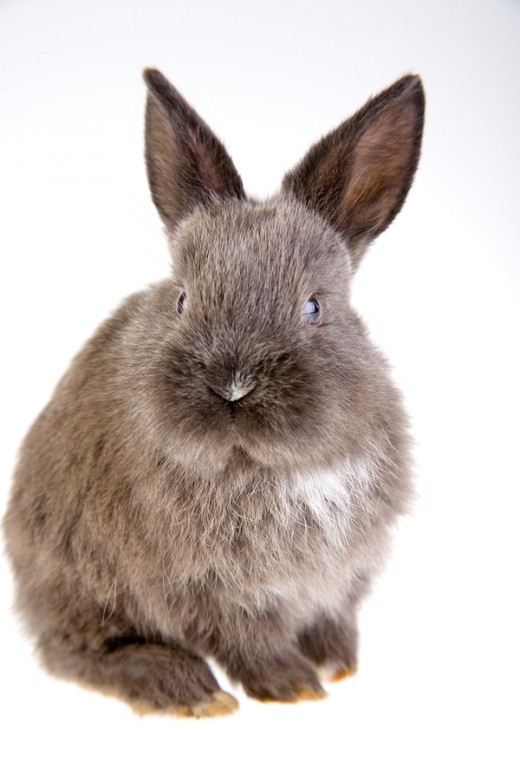 Are You Rabbit Ready? Essential Rabbit Supplies You Will Need to