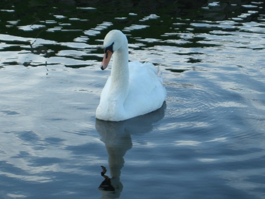 the swans of Bonnie Prince Charlie