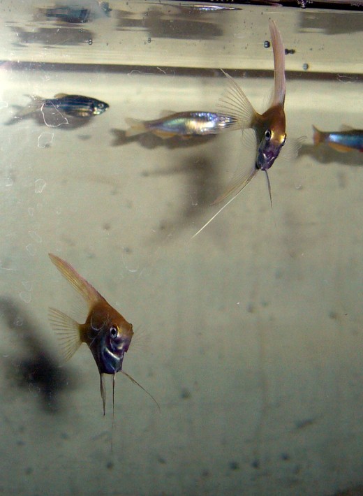 My young Angelfish at about 2", if you are raising them up to breed, you may want to skip the tank mates. 