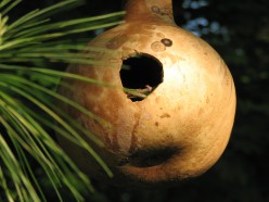 The Where and When of BIrd Houses