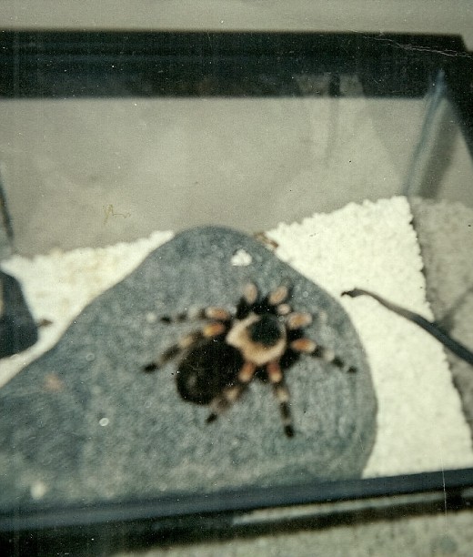 My Mexican Red Knee, Scarlett, lived for 18 years in her aquarium. This is the last photo I took of her before she passed away.