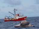 Lobster/crab boat & a glimpse of a whale common around here....Nathan Burns Photography