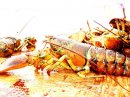 I call these, 'the giant bugs' of the world--who would have ever guessed them to be so very delicious once boiled?! Nathan Burns Photography