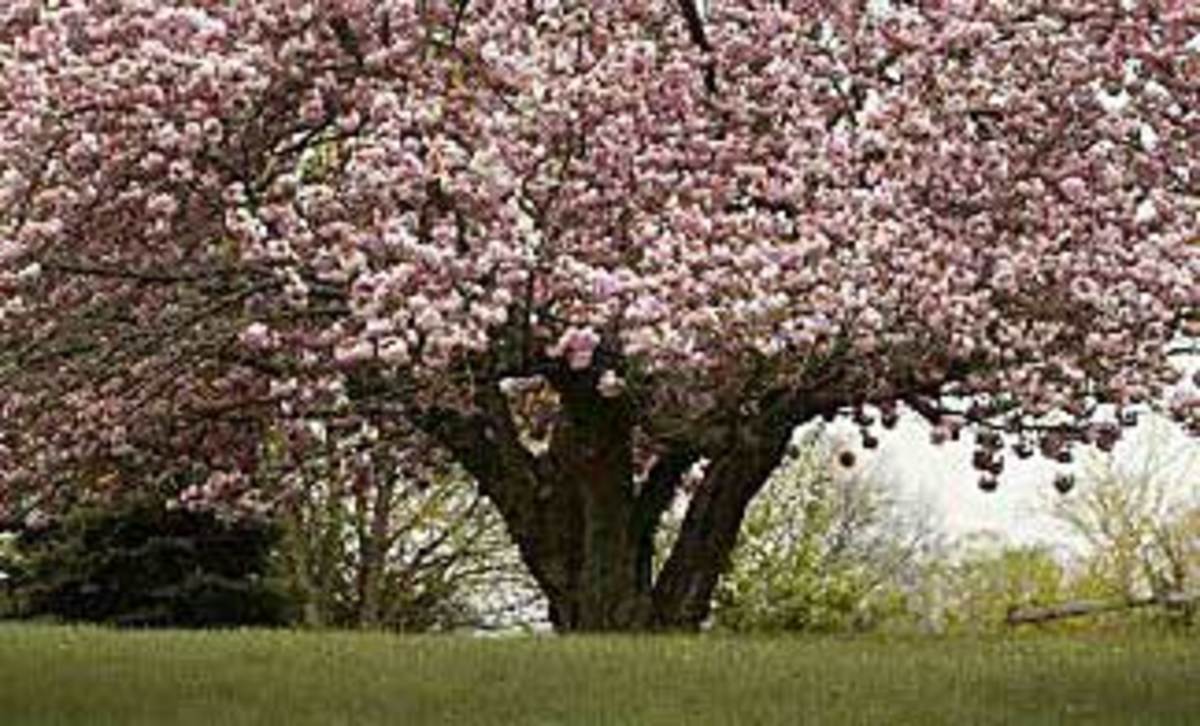 How do you care for a Sweetbay magnolia tree?