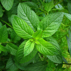 Peppermint Can Be Effective Against Cold Sores