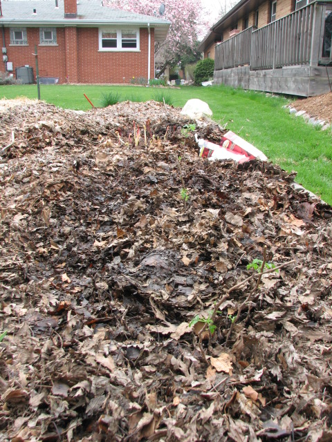 New plantings are hardly noticed in the sea of mulch