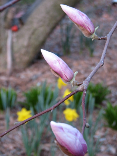 4 Days ago the buds were showing good color