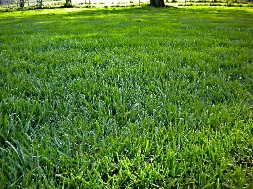 our much improved lawn! No more weeds or bare spots 