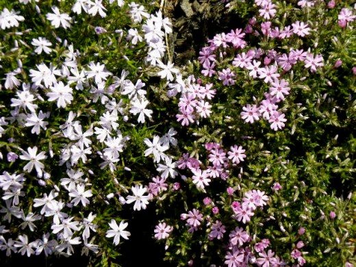 Creeping phyox from backyard.   These evergreen plants are super hardy, cover a wide area for cheap and beautiful. The come in several colors including blue, purple and pink