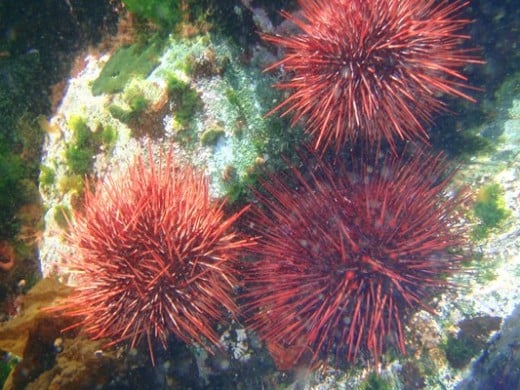 a group of urchins on a reef rock