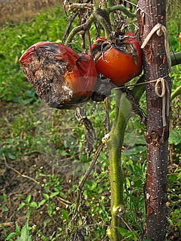 The results of acid rain that are not modified is bad and rotten agricultural produce. These tomatoes don't look attractive to anyone for food.
