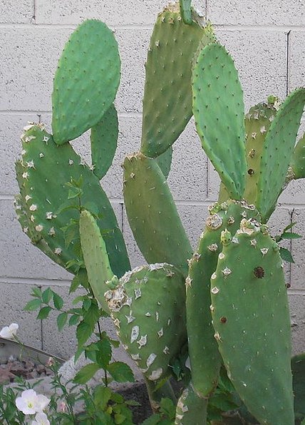 Indian Fig Opuntia - Prickly Pear