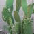 Indian Fig Opuntia - Prickly Pear