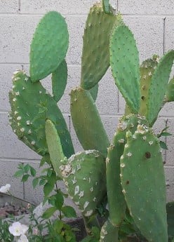 What Are the Benefits of the Prickly Pear Cactus