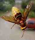 European hornet distinctive markings