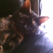 Kattladie profile image