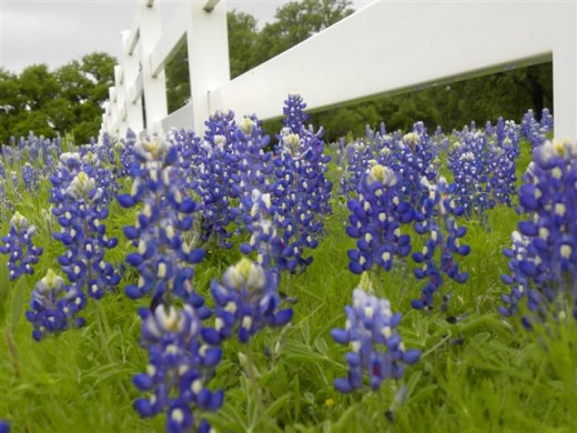 Texas Bluebonnets in Bloom