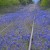 Texas Bluebonnets growing along railroad