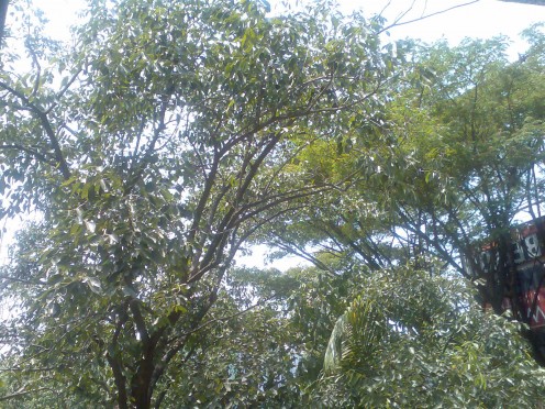 the jamun tree in my garden