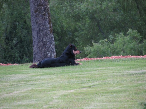Rip watching over her farm.