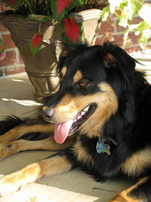 Our faithful Ripley.