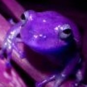 purplefrogcat profile image