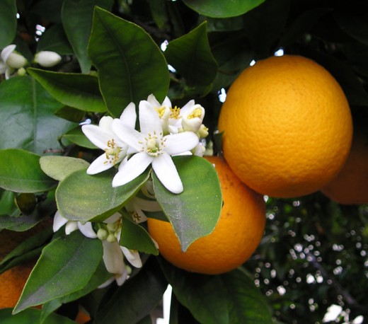Orange on the tree with blossoms