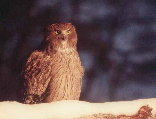 Some of the Fish Owls are auburn in hue, like this one.