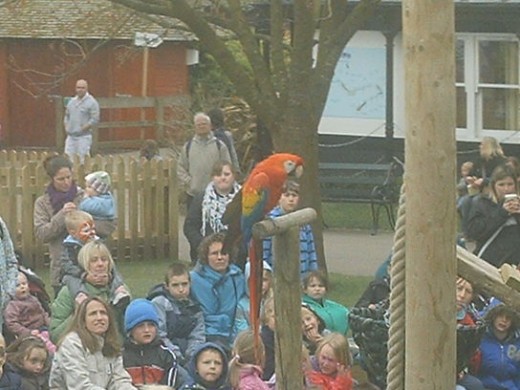 Rio the Macaw at Bristol Zoo
