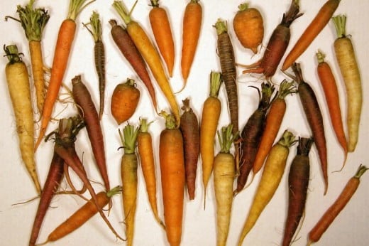 Carrot variety
