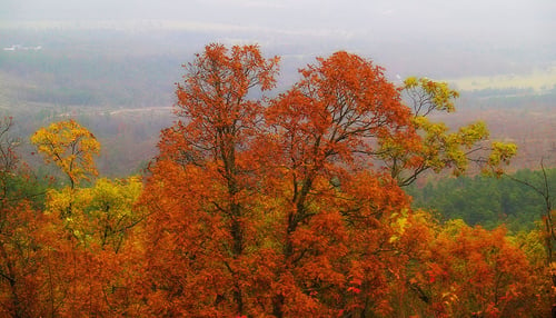 Seasons along Talimena Drive: Autumn Brings a Vibrant Display of Colors - a Kaleidoscope of Crimson, Violet, and Auburn