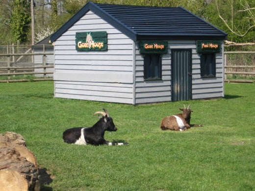 A goat, relaxing in the sun